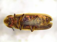 Marsh imp thumbnail 3