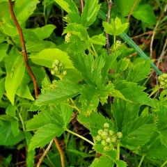 Big Horseshoe Lake bristleberry thumbnail 3