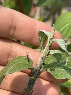 Formica vinculans thumbnail 2