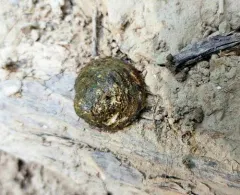 Round Hickorynut thumbnail 4