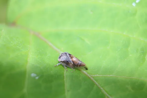 Cyrtolobus griseus
