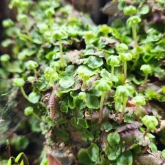 Narrow Mushroom-headed Liverwort thumbnail 3