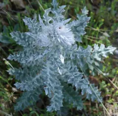 Cobwebby Thistle thumbnail 3