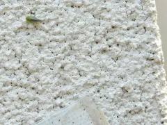 Honeylocust Leafhopper thumbnail 2