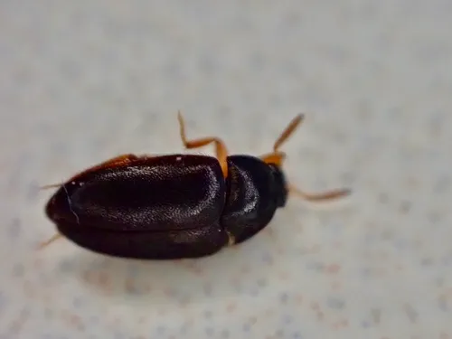 Attagenus brunneus