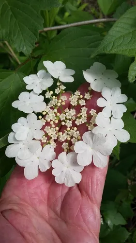 Asian Guelder Rose