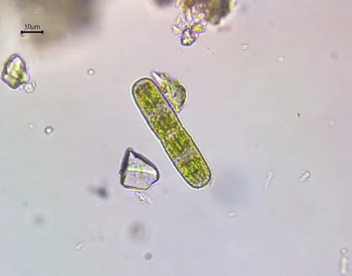 Penium margaritaceum