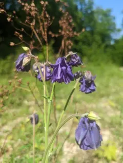 Dark Columbine thumbnail 4