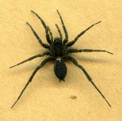 Gaitred Thin-legged Wolf Spider