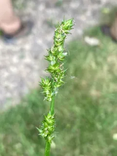 Soft Fox Sedge thumbnail 3