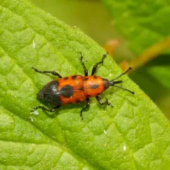 Cocklebur Weevil thumbnail 3