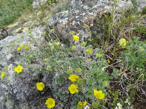 Jurtzev's Cinquefoil