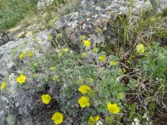 Jurtzev's Cinquefoil thumbnail 1