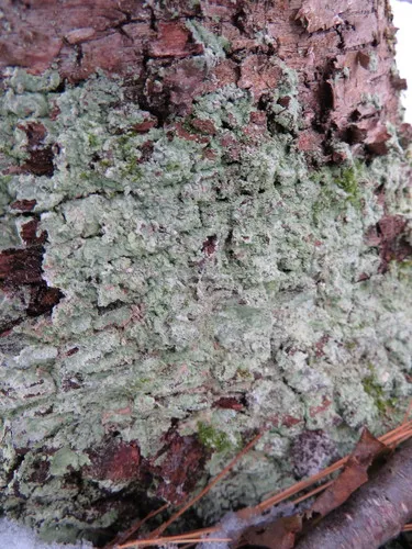 Lepraria harrisiana