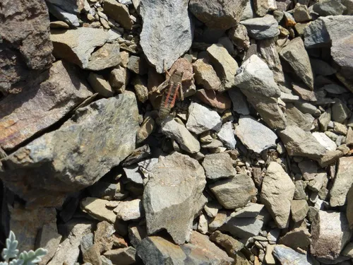 Olympic Grasshopper