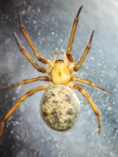 Enoplognatha intrepida thumbnail 2
