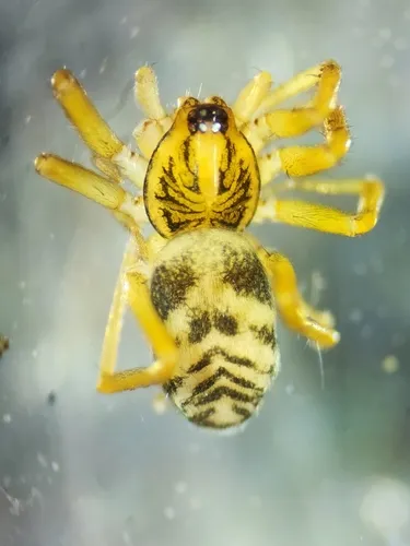 Lesser Antmimic Guardstone Spider