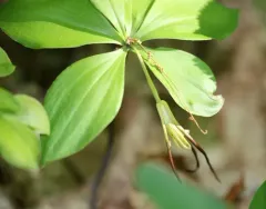 Large Whorled Pogonia thumbnail 3