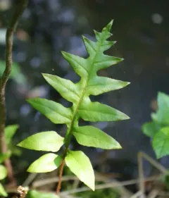 netted chain fern thumbnail 2