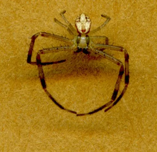 Mecaphesa sierrensis