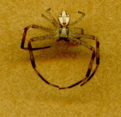 Mecaphesa sierrensis thumbnail 1