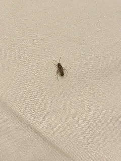 False Chinch Bug thumbnail 3