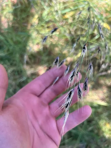 loose smut of barley