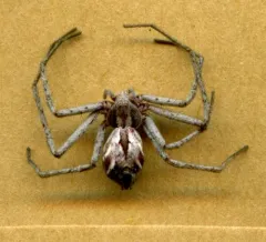 Attractive Running Crab Spider thumbnail 4