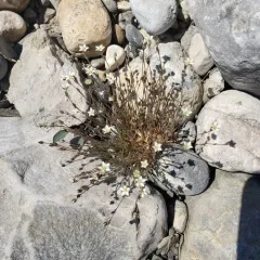 Beautiful Sandwort thumbnail 3