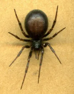 Steatoda hespera thumbnail 3