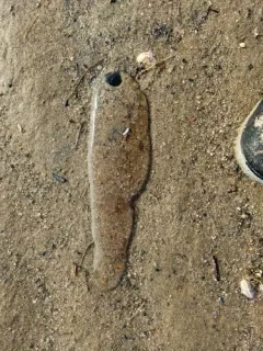 American Lugworm thumbnail 3