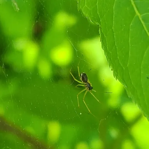 Dana Sheet-web Micro-weaver