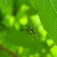 Dana Sheet-web Micro-weaver thumbnail 1