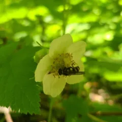Western Wood Fly thumbnail 2