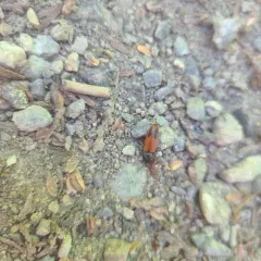 Ampedus occidentalis thumbnail 3