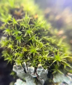 Starry Bristle Moss thumbnail 1