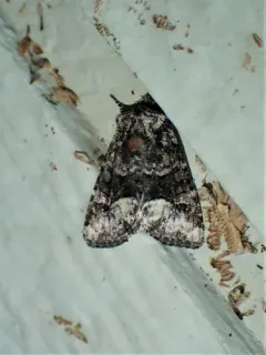 Red-spot Polia Moth thumbnail 2