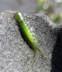 Pentidotea montereyensis thumbnail 3