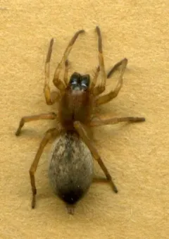 Clubiona pacifica thumbnail 1