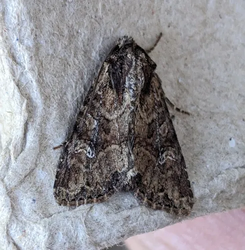 Small Clouded Brindle
