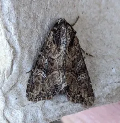 Small Clouded Brindle thumbnail 1