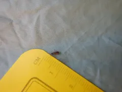 Cimberis elongata thumbnail 2