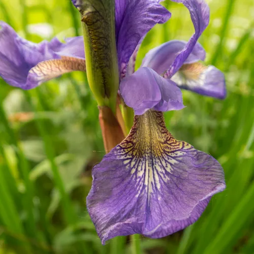Japanese Iris