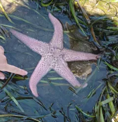 Giant Pink Sea Star thumbnail 2