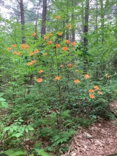Flame Azalea thumbnail 4