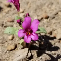 Dwarf Purple Monkeyflower thumbnail 4