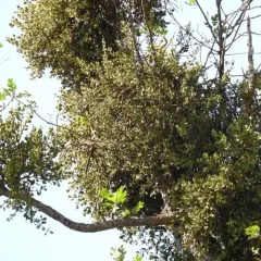 oak mistletoe thumbnail 4