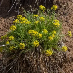 slender wildparsley thumbnail 3