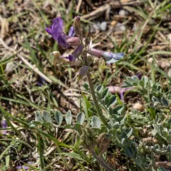 Missouri Milkvetch thumbnail 2