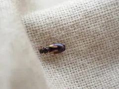 Axinopalpus biplagiatus thumbnail 1